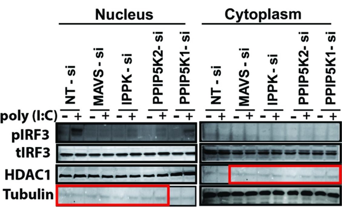 fig2