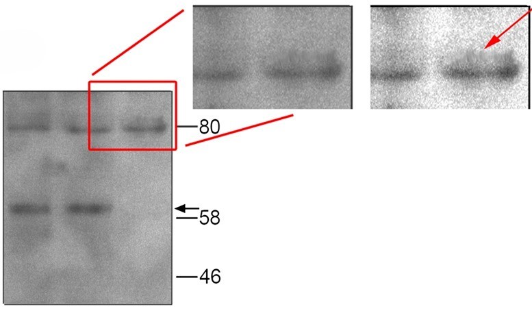 fig5